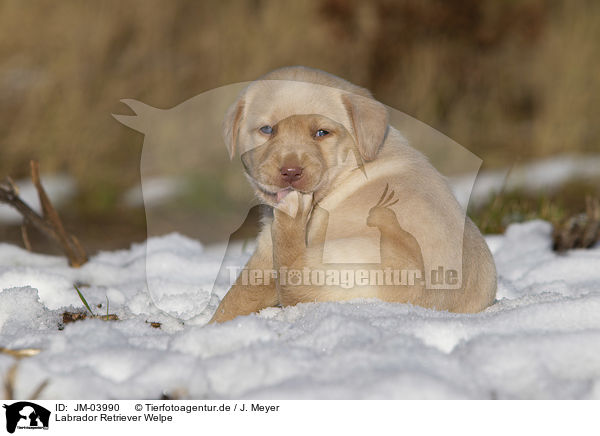 Labrador Retriever Welpe / Labrador Retriever Puppy / JM-03990