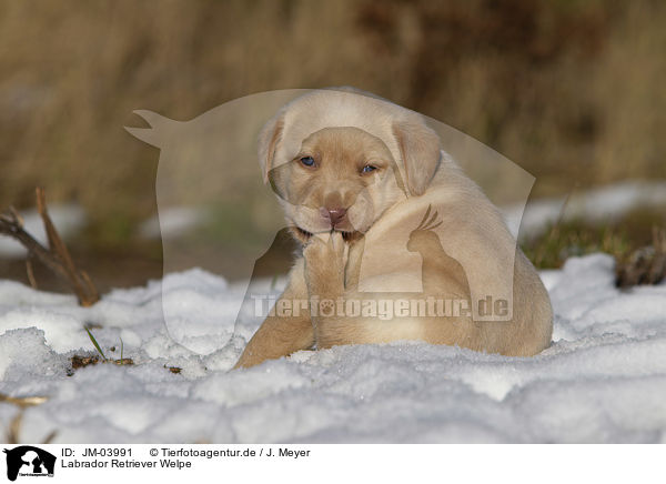 Labrador Retriever Welpe / Labrador Retriever Puppy / JM-03991