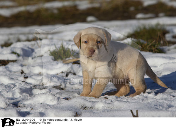 Labrador Retriever Welpe / Labrador Retriever Puppy / JM-04006