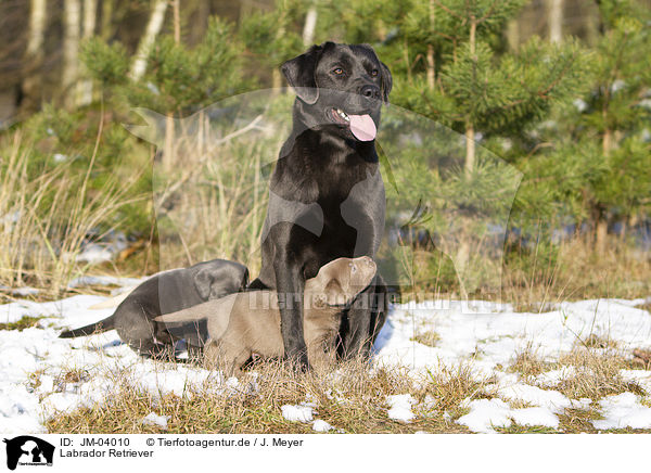 Labrador Retriever / Labrador Retriever / JM-04010