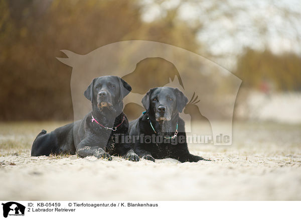 2 Labrador Retriever / 2 Labrador Retriever / KB-05459