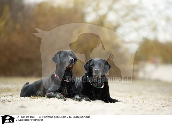 2 Labrador Retriever / 2 Labrador Retriever / KB-05460