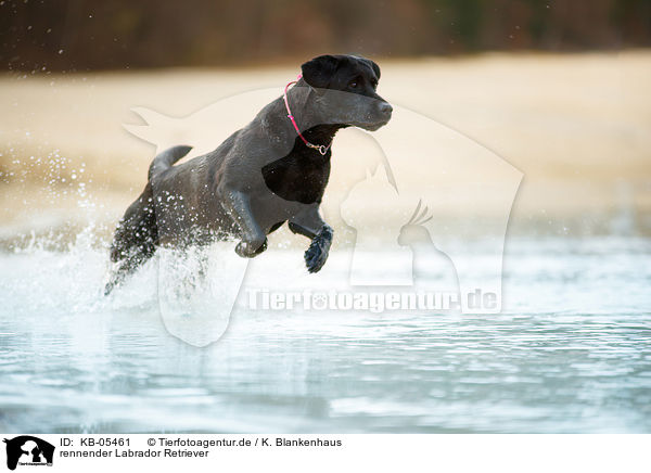 rennender Labrador Retriever / running Labrador Retriever / KB-05461