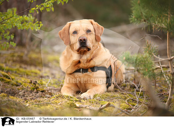 liegender Labrador Retriever / KB-05467