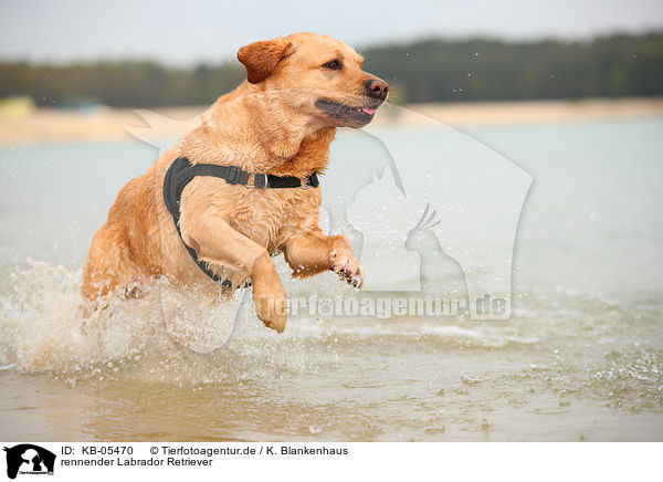 rennender Labrador Retriever / running Labrador Retriever / KB-05470