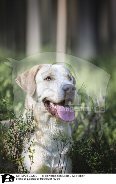 blonder Labrador Retriever Rde / blonde male Labrador Retriever / MAH-02200