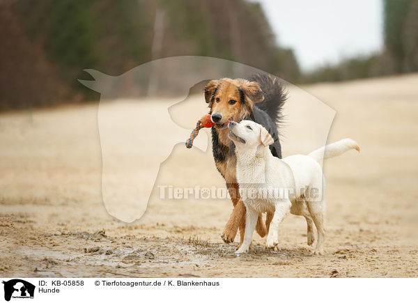 Hunde / dogs / KB-05858