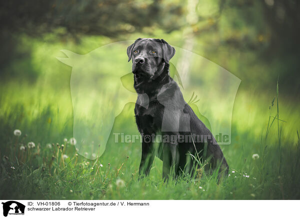 schwarzer Labrador Retriever / black Labrador Retriever / VH-01806