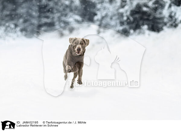 Labrador Retriever im Schnee / Labrador Retriever in the snow / JAM-02195
