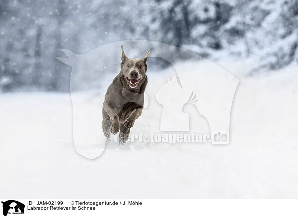 Labrador Retriever im Schnee / Labrador Retriever in the snow / JAM-02199