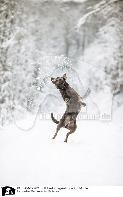 Labrador Retriever im Schnee / Labrador Retriever in the snow / JAM-02202