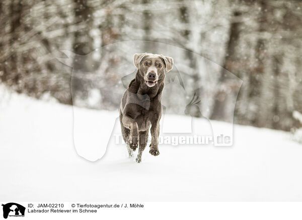 Labrador Retriever im Schnee / Labrador Retriever in the snow / JAM-02210