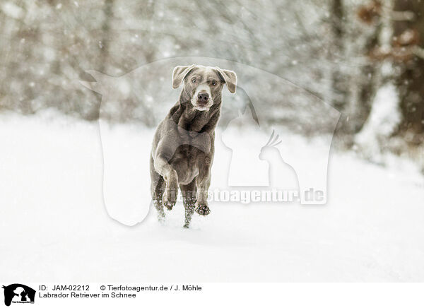 Labrador Retriever im Schnee / Labrador Retriever in the snow / JAM-02212