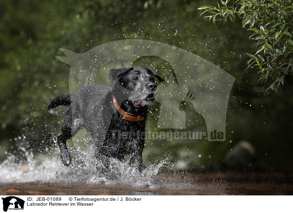 Labrador Retriever im Wasser / Labrador Retriever in the water / JEB-01089