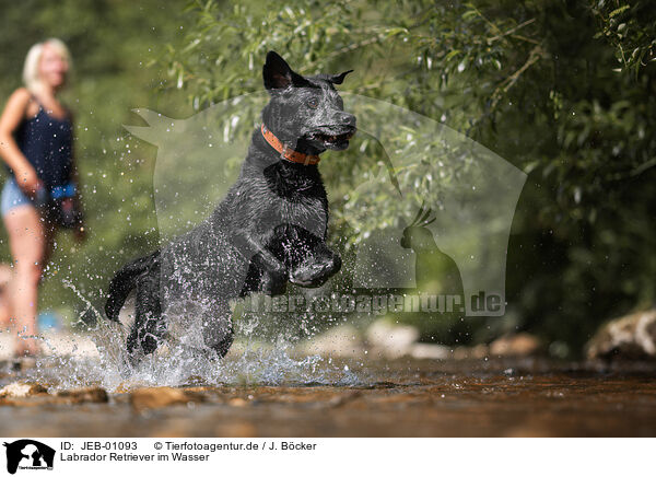Labrador Retriever im Wasser / Labrador Retriever in the water / JEB-01093