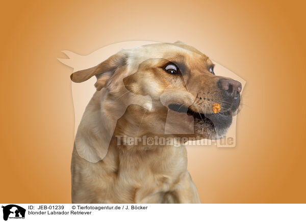 blonder Labrador Retriever / bonde Labrador Retriever / JEB-01239