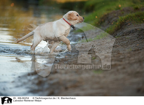 Labrador Retriever Welpe / Labrador Retriever Puppy / KB-06254