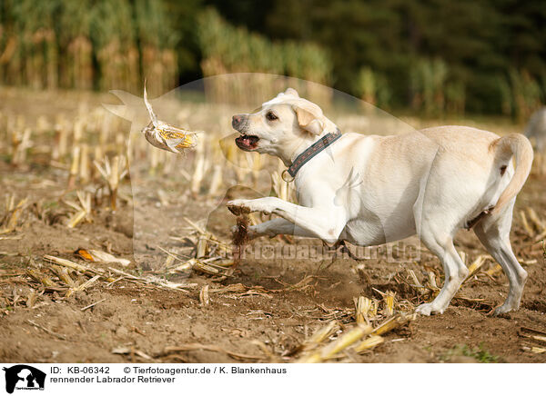 rennender Labrador Retriever / running Labrador Retriever / KB-06342