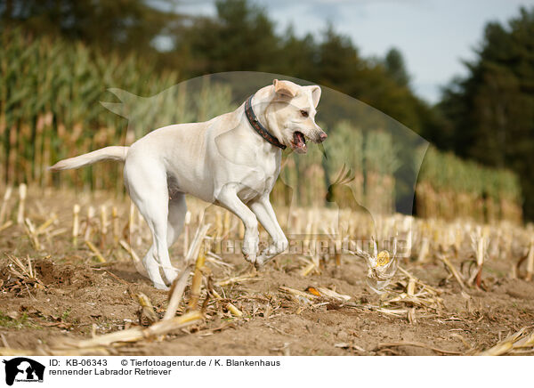 rennender Labrador Retriever / running Labrador Retriever / KB-06343