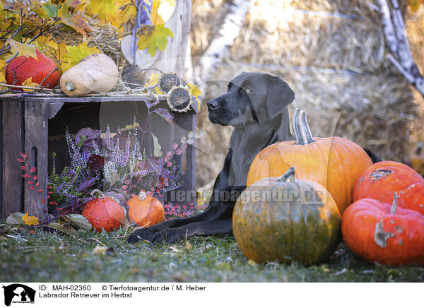 Labrador Retriever im Herbst / Labrador Retriever in autumn / MAH-02360