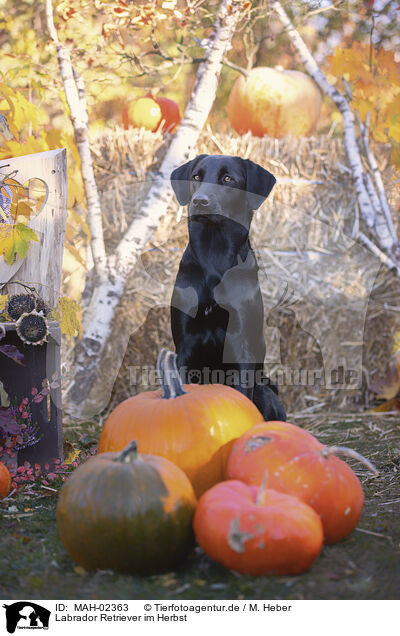 Labrador Retriever im Herbst / Labrador Retriever in autumn / MAH-02363