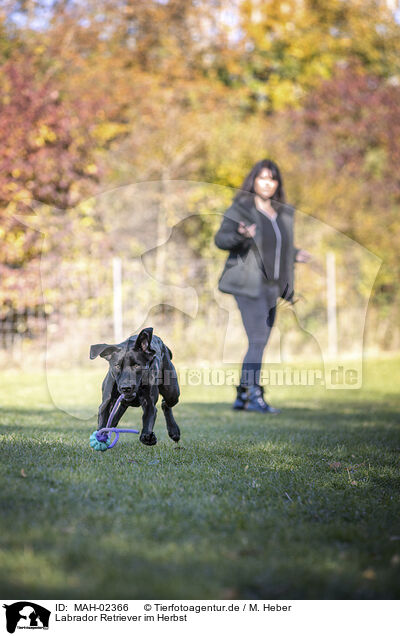 Labrador Retriever im Herbst / Labrador Retriever in autumn / MAH-02366