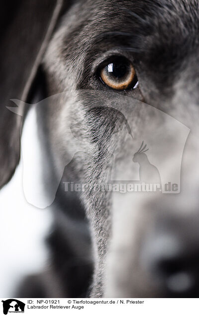 Labrador Retriever Auge / NP-01921