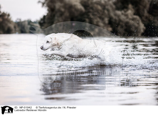 Labrador Retriever Hndin / female Labrador Retriever / NP-01942