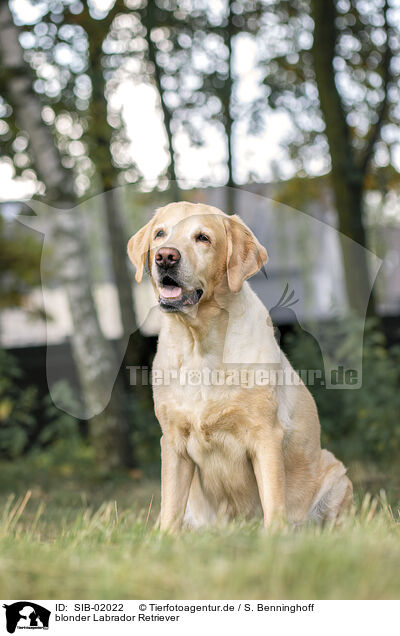 blonder Labrador Retriever / blonde Labrador Retriever / SIB-02022