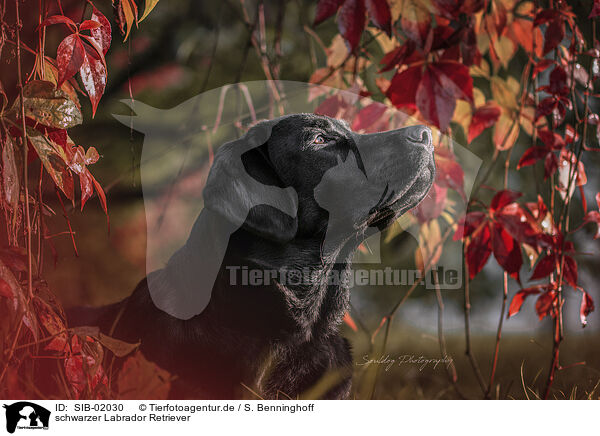 schwarzer Labrador Retriever / black Labrador Retriever / SIB-02030