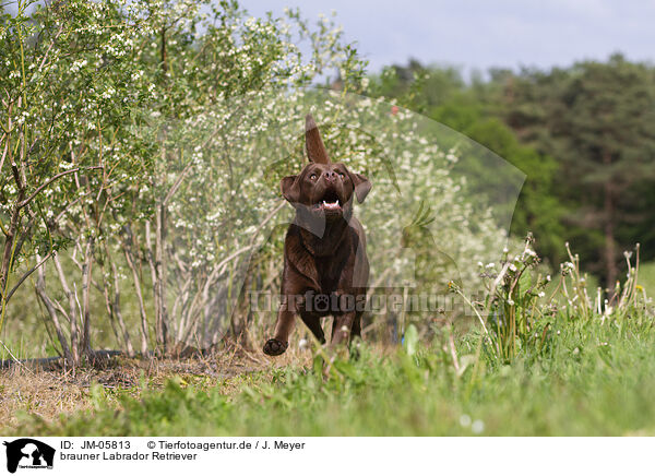 brauner Labrador Retriever / brown Labrador Retriever / JM-05813