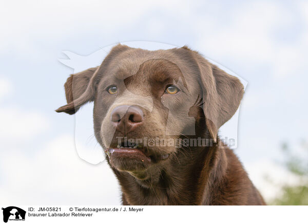 brauner Labrador Retriever / brown Labrador Retriever / JM-05821