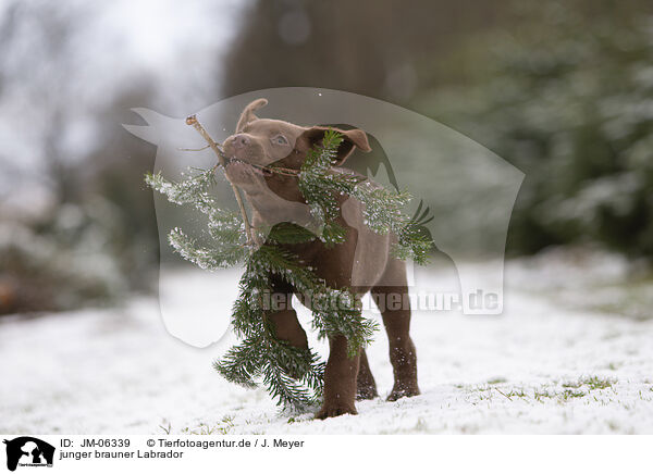 junger brauner Labrador / young brown Labrador / JM-06339