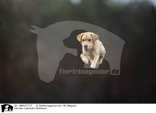 blonder Labrador Retriever / blonde Labrador Retriever / MW-27177