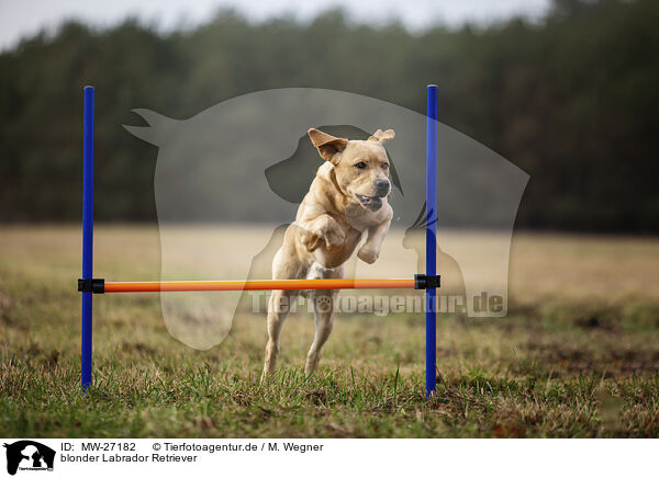 blonder Labrador Retriever / blonde Labrador Retriever / MW-27182