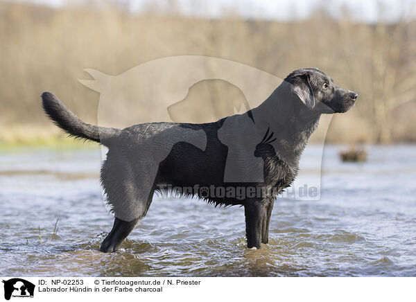 Labrador Hndin in der Farbe charcoal / Labrador bitch in color charcoal / NP-02253