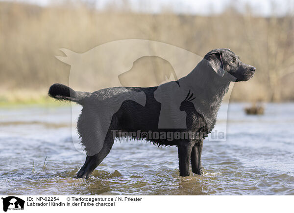 Labrador Hndin in der Farbe charcoal / Labrador bitch in color charcoal / NP-02254