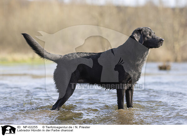 Labrador Hndin in der Farbe charcoal / Labrador bitch in color charcoal / NP-02255