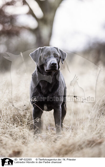 Labrador Hndin in der Farbe charcoal / Labrador bitch in color charcoal / NP-02265