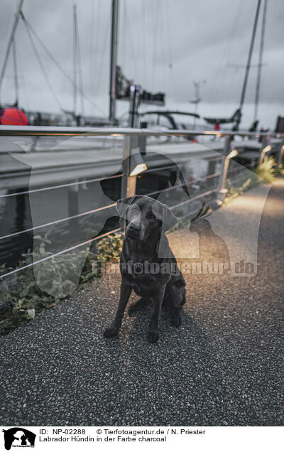 Labrador Hndin in der Farbe charcoal / Labrador bitch in color charcoal / NP-02288