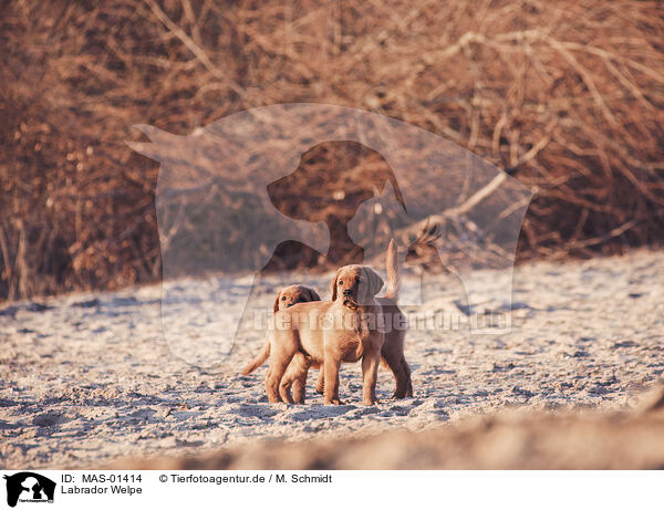 Labrador Welpe / Labrador puppy / MAS-01414