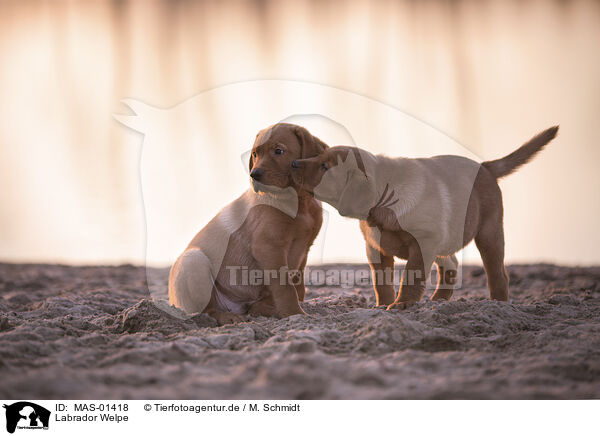 Labrador Welpe / MAS-01418