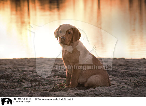 Labrador Welpe / Labrador puppy / MAS-01419