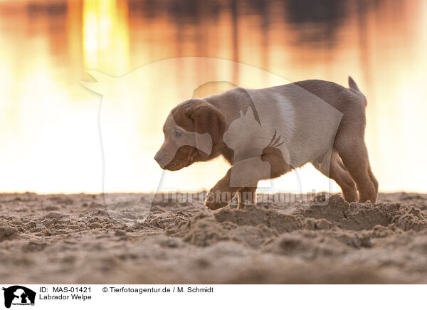 Labrador Welpe / Labrador puppy / MAS-01421