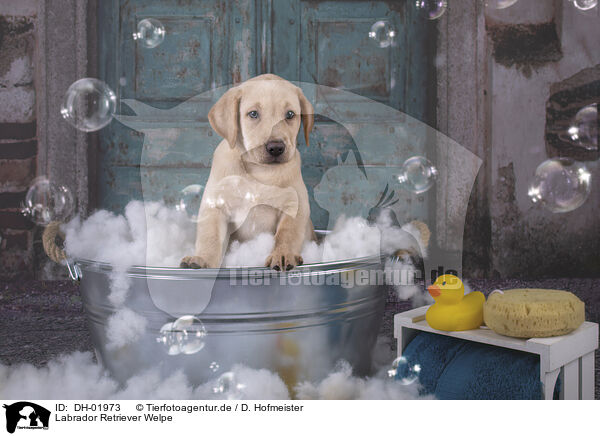 Labrador Retriever Welpe / Labrador Retriever Puppy / DH-01973