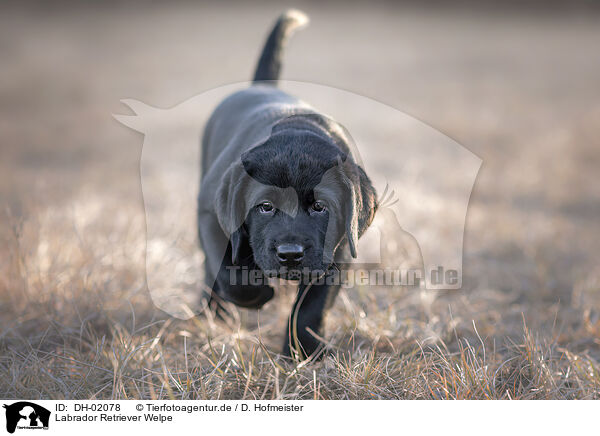Labrador Retriever Welpe / DH-02078
