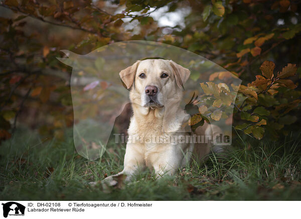 Labrador Retriever Rde / male Labrador Retriever / DH-02108