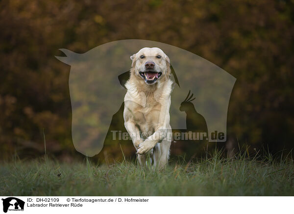 Labrador Retriever Rde / male Labrador Retriever / DH-02109