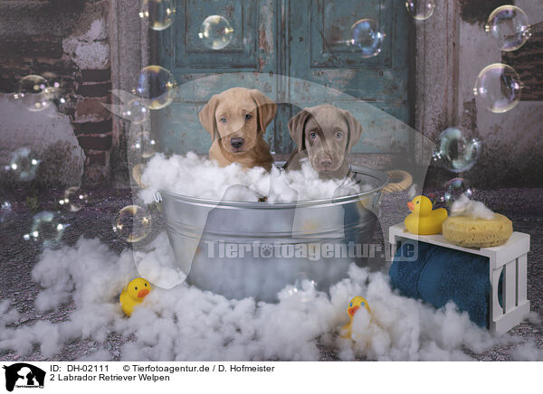 2 Labrador Retriever Welpen / 2 Labrador Retriever Puppies / DH-02111