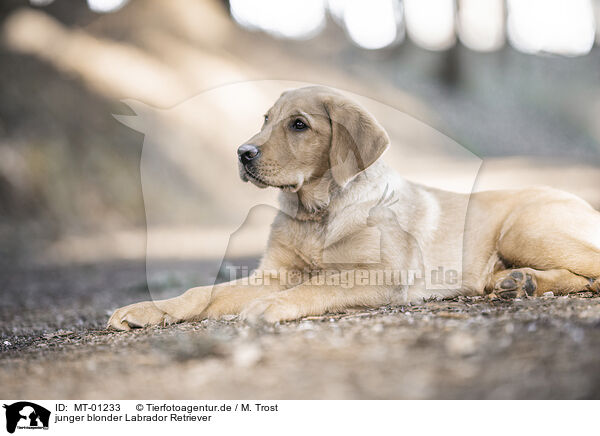 junger blonder Labrador Retriever / young blonde Labrador Retriever / MT-01233